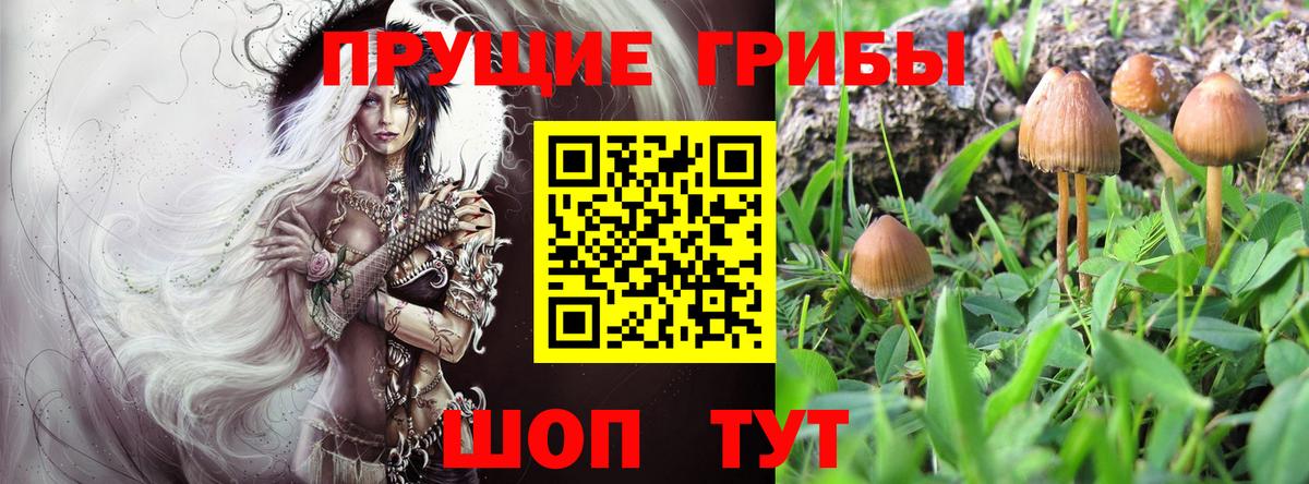 Галлюциногенные грибы Magic Shrooms  Галлюциногенные грибы Cubensis  Вход с VPN  Буйнакск 